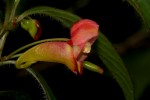 Impatiens gomphophylla