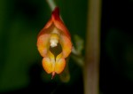 Impatiens gomphophylla