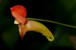 Impatiens gomphophylla