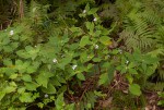 Impatiens zombensis