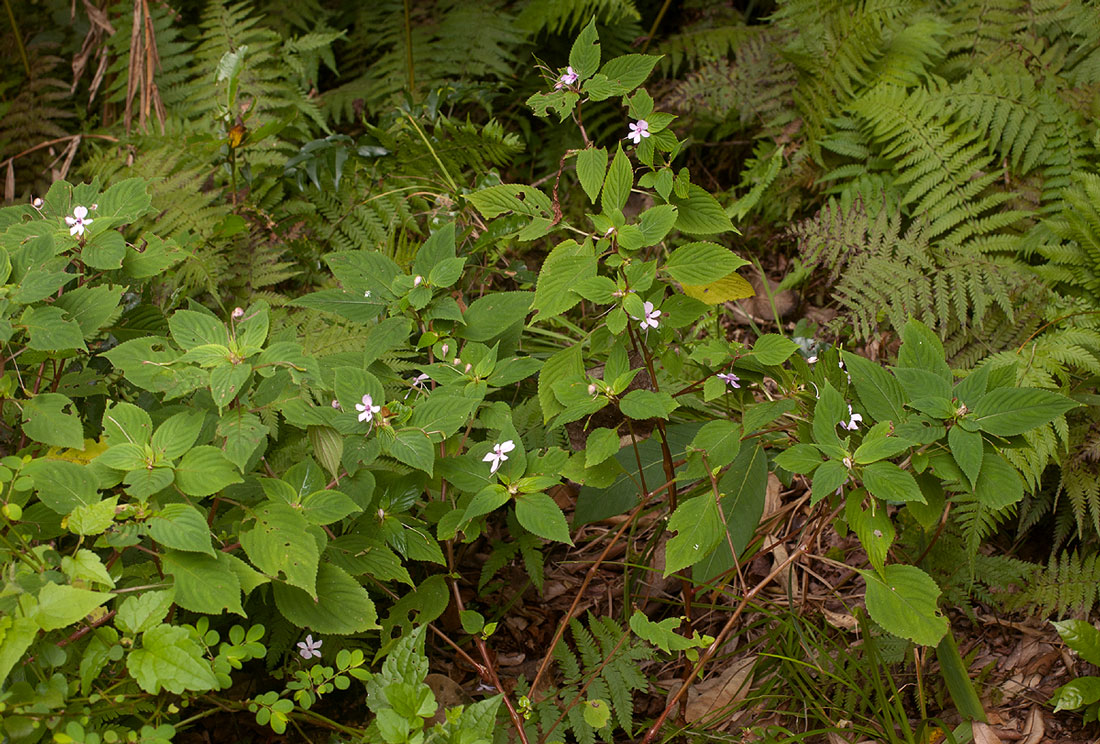 Impatiens zombensis