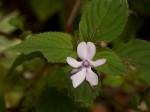 Impatiens zombensis