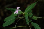 Impatiens zombensis