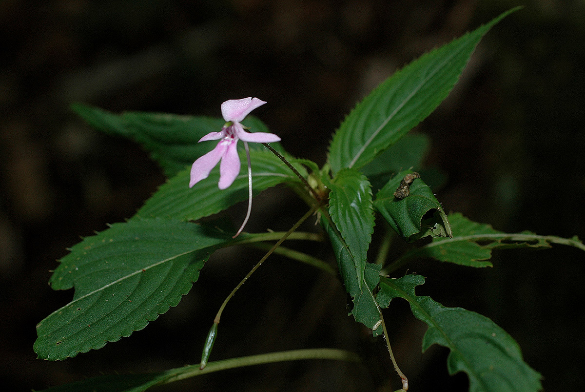 Impatiens zombensis