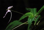 Impatiens zombensis
