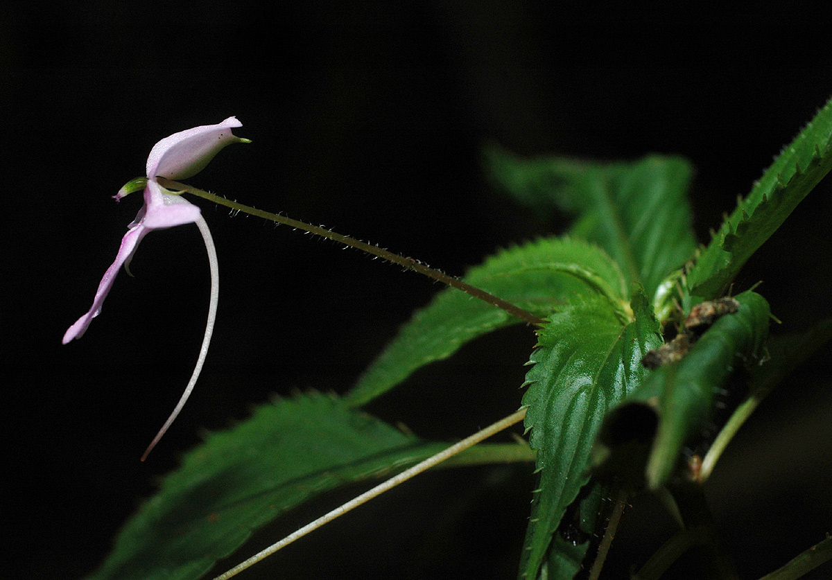 Impatiens zombensis