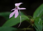 Impatiens zombensis