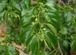 Colubrina asiatica
