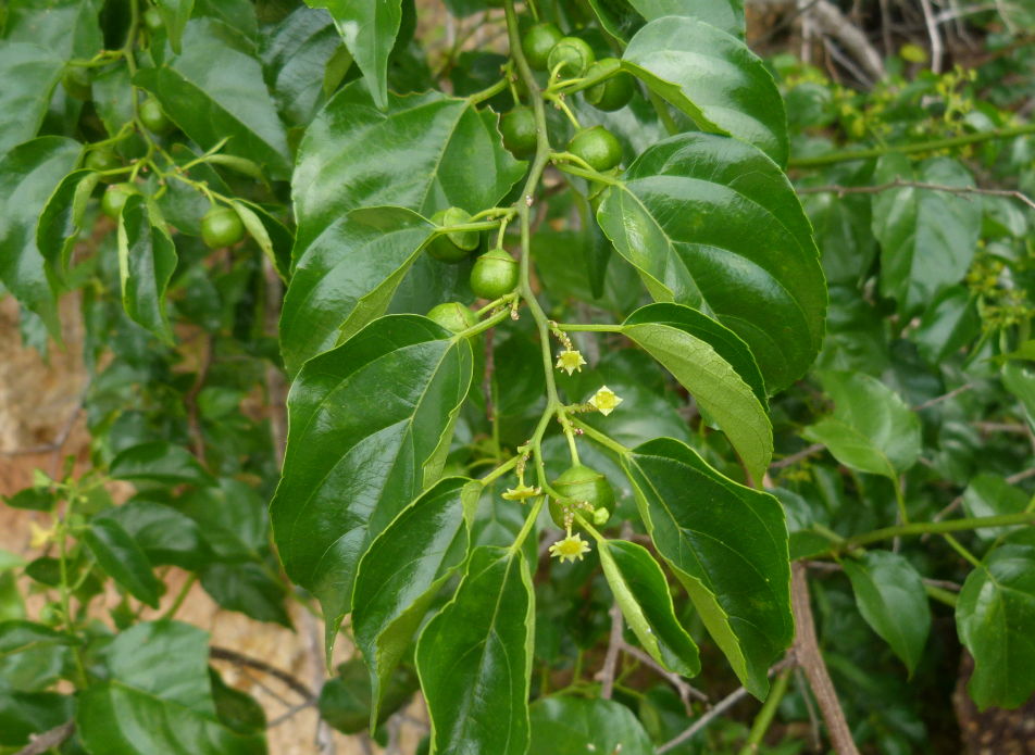 Colubrina asiatica