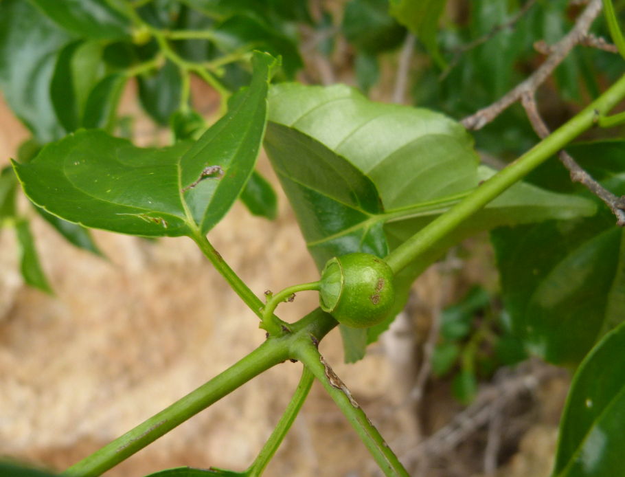 Colubrina asiatica