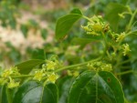 Colubrina asiatica