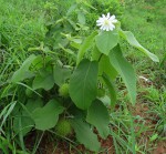 Buchnerodendron lasiocalyx