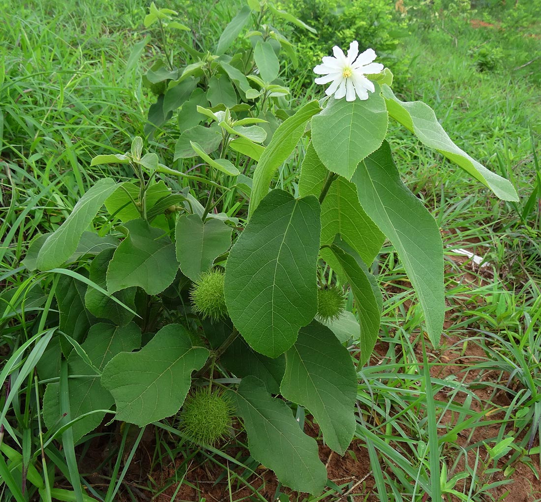 Buchnerodendron lasiocalyx