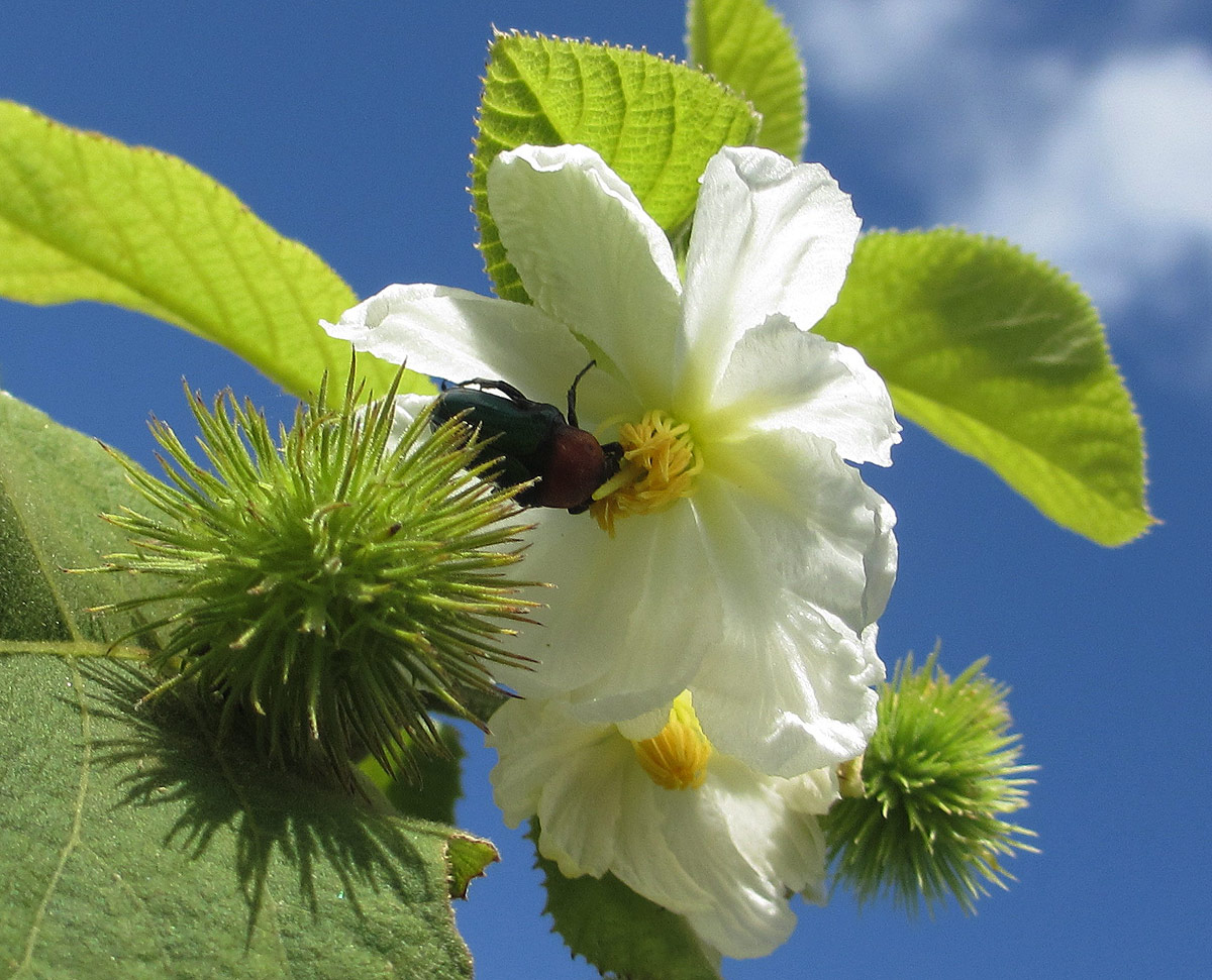 Buchnerodendron lasiocalyx