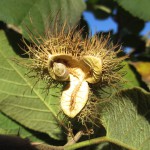 Buchnerodendron lasiocalyx