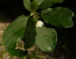 Buchnerodendron lasiocalyx