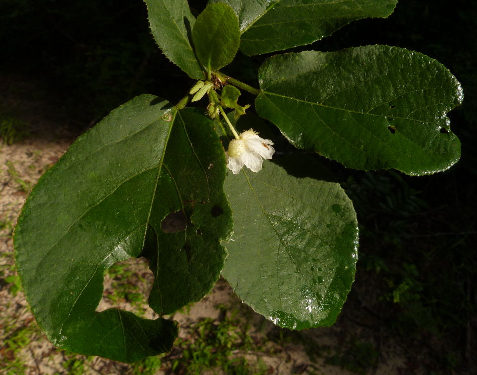 Buchnerodendron lasiocalyx