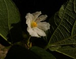 Buchnerodendron lasiocalyx