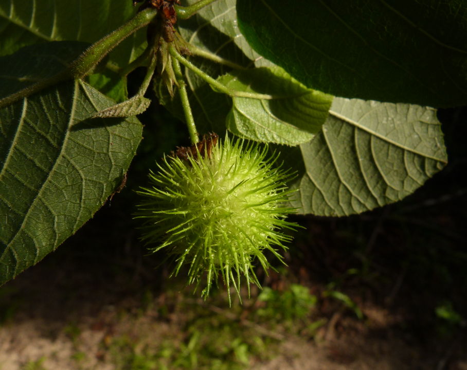 Buchnerodendron lasiocalyx