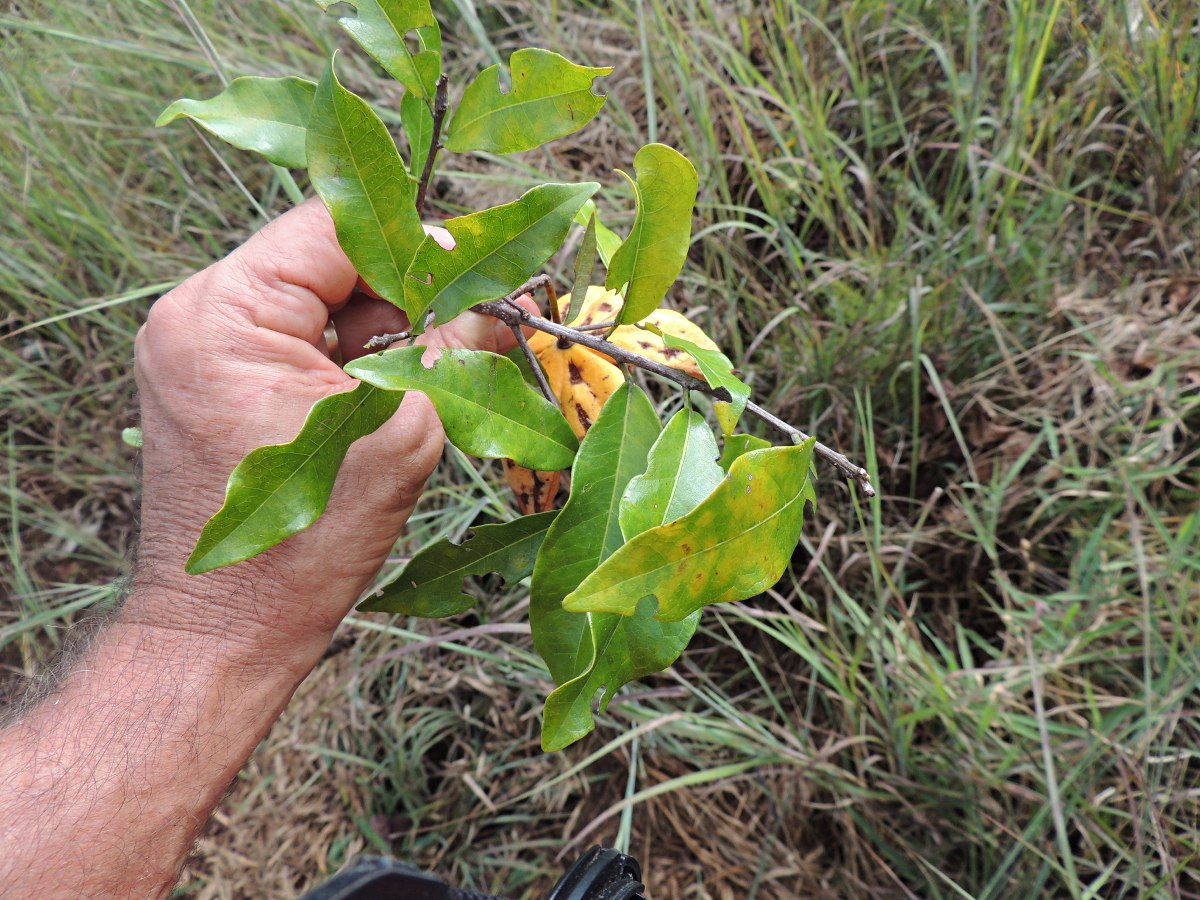 Xylotheca kraussiana var. kraussiana