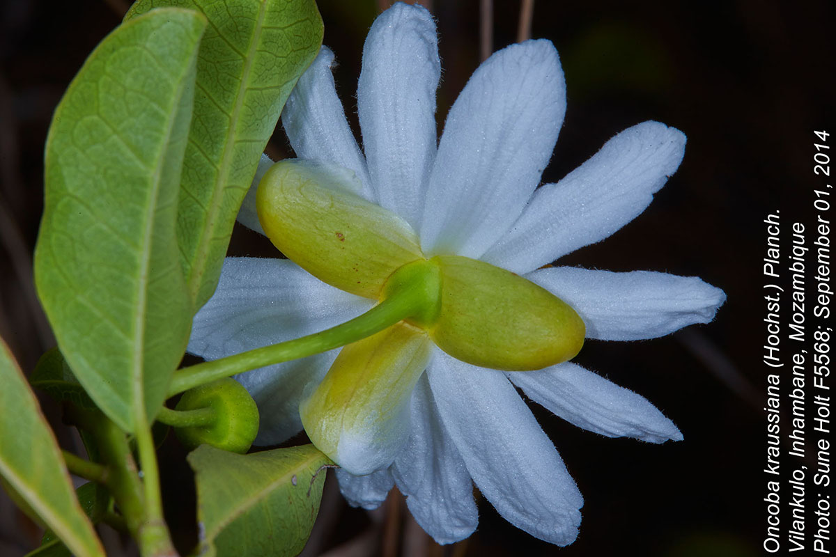 Xylotheca kraussiana var. kraussiana