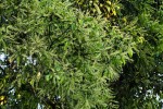 Homalium longystylum