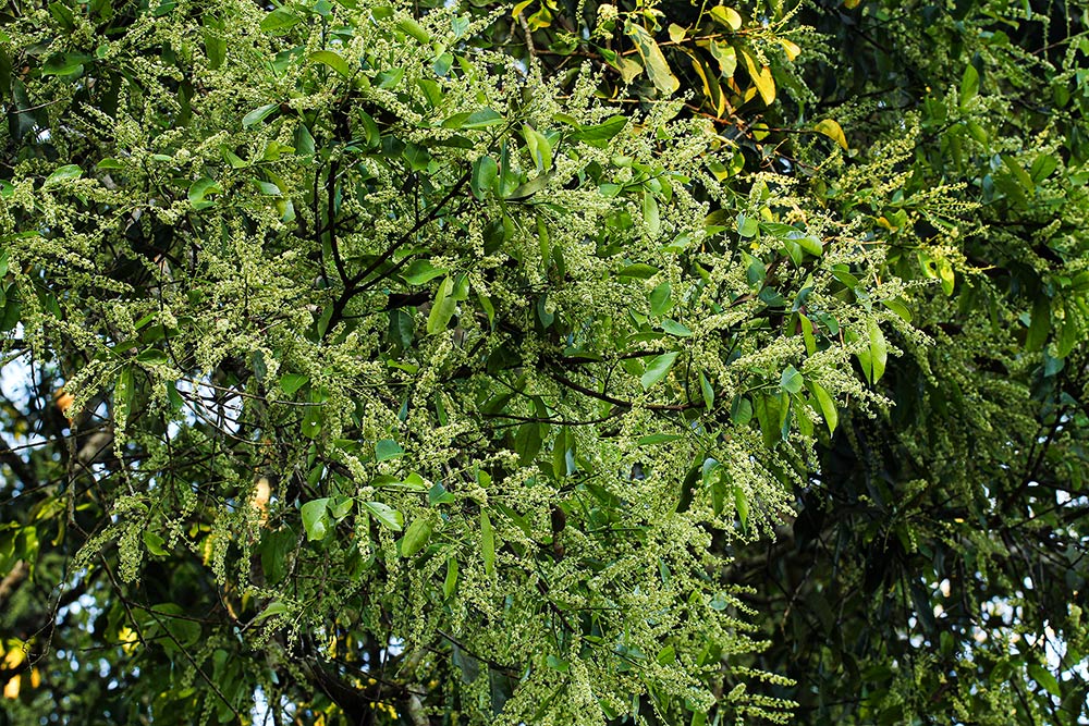 Homalium longystylum