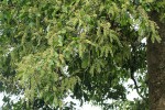 Homalium longystylum