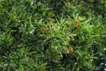 Homalium longystylum