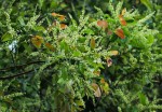 Homalium longystylum