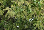 Homalium longystylum