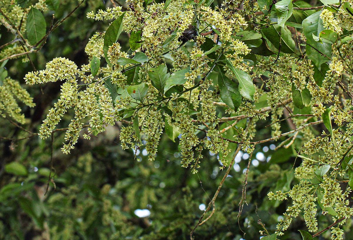 Homalium longystylum