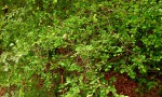 Margaritaria discoidea var. triplosphaera