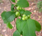 Margaritaria discoidea var. triplosphaera