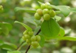 Margaritaria discoidea var. triplosphaera