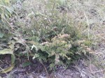 Phyllanthus welwitschianus