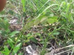 Phyllanthus welwitschianus