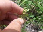 Phyllanthus welwitschianus