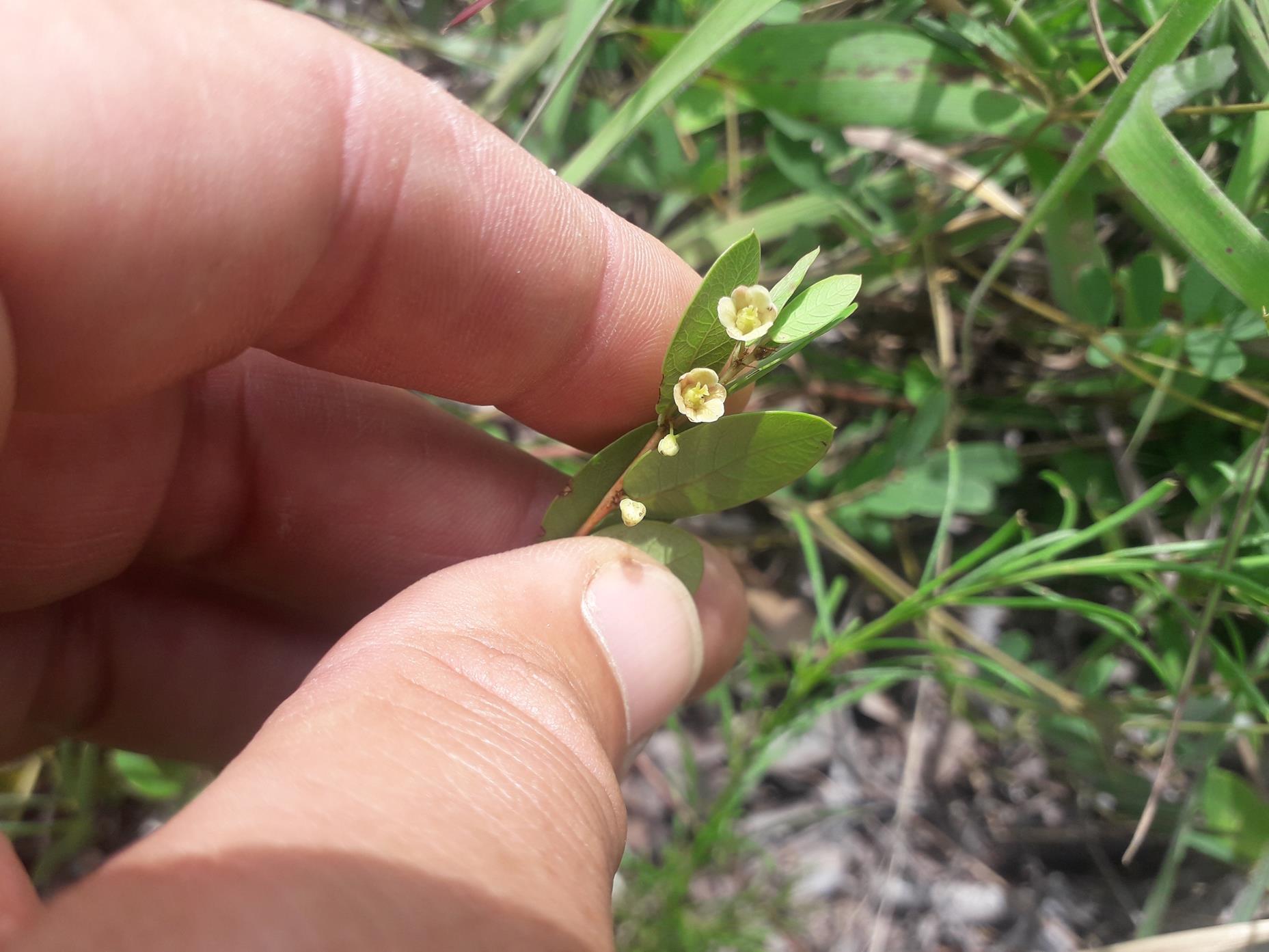 Phyllanthus welwitschianus