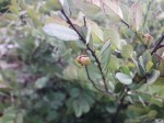 Phyllanthus welwitschianus