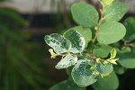 Breynia disticha var. disticha
