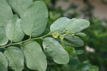 Breynia disticha var. disticha