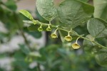 Breynia disticha var. disticha