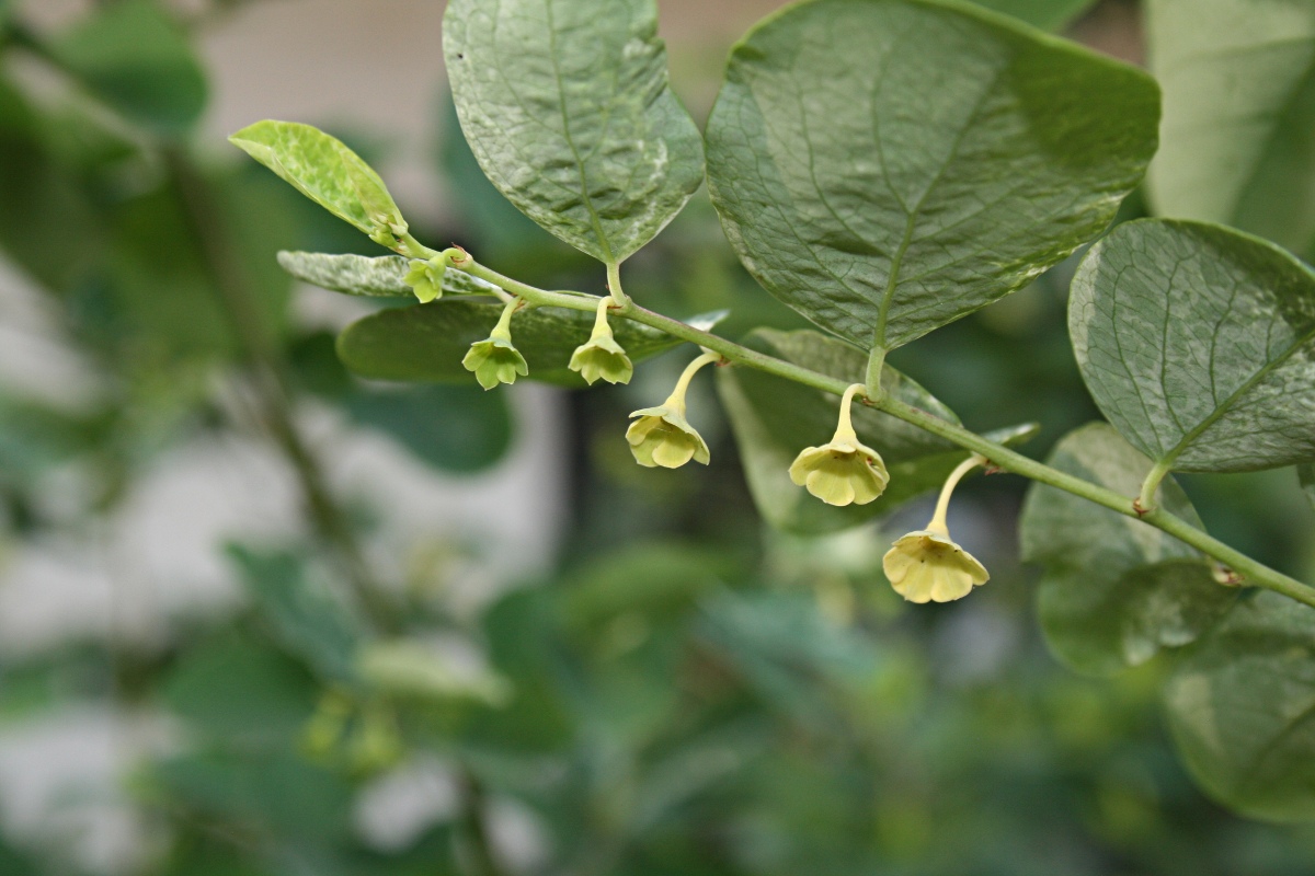 Breynia disticha var. disticha