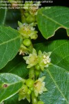 Bridelia cathartica subsp. cathartica