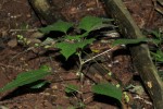 Laportea interrupta