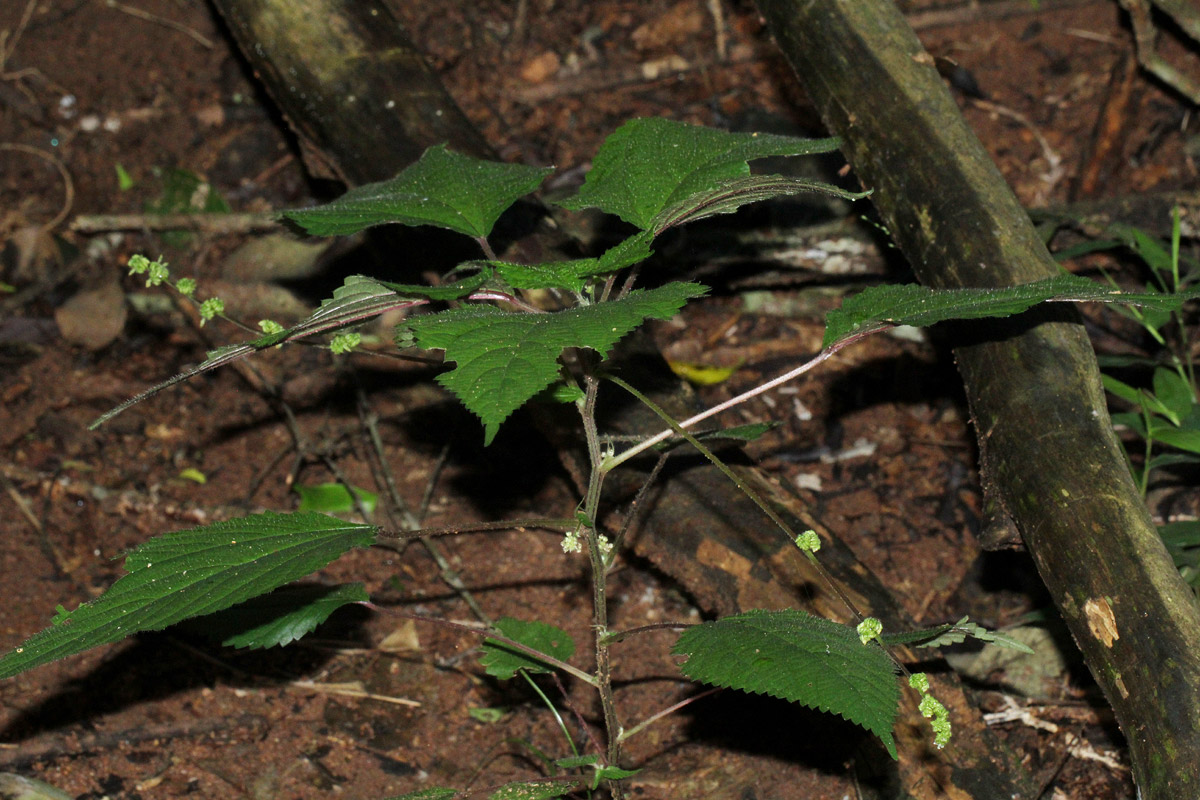 Laportea interrupta