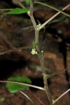 Laportea interrupta