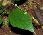 Laportea interrupta