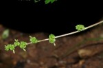 Laportea interrupta